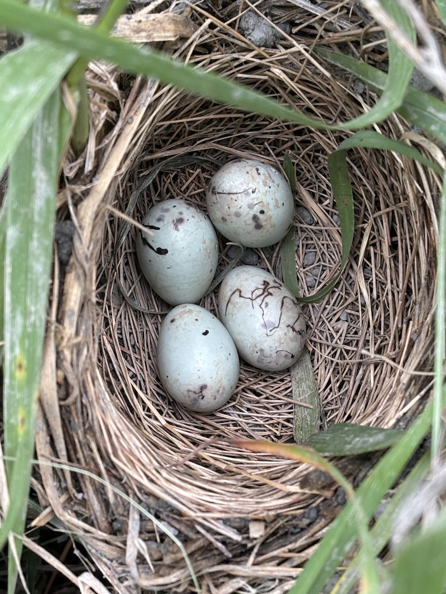 Red-winged Blackbird - ML636197532