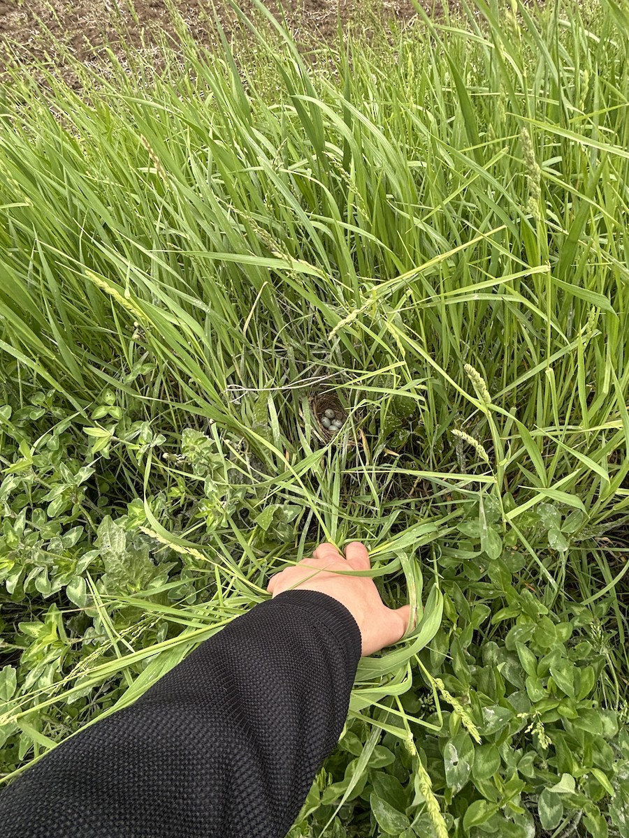 Red-winged Blackbird - ML636197534