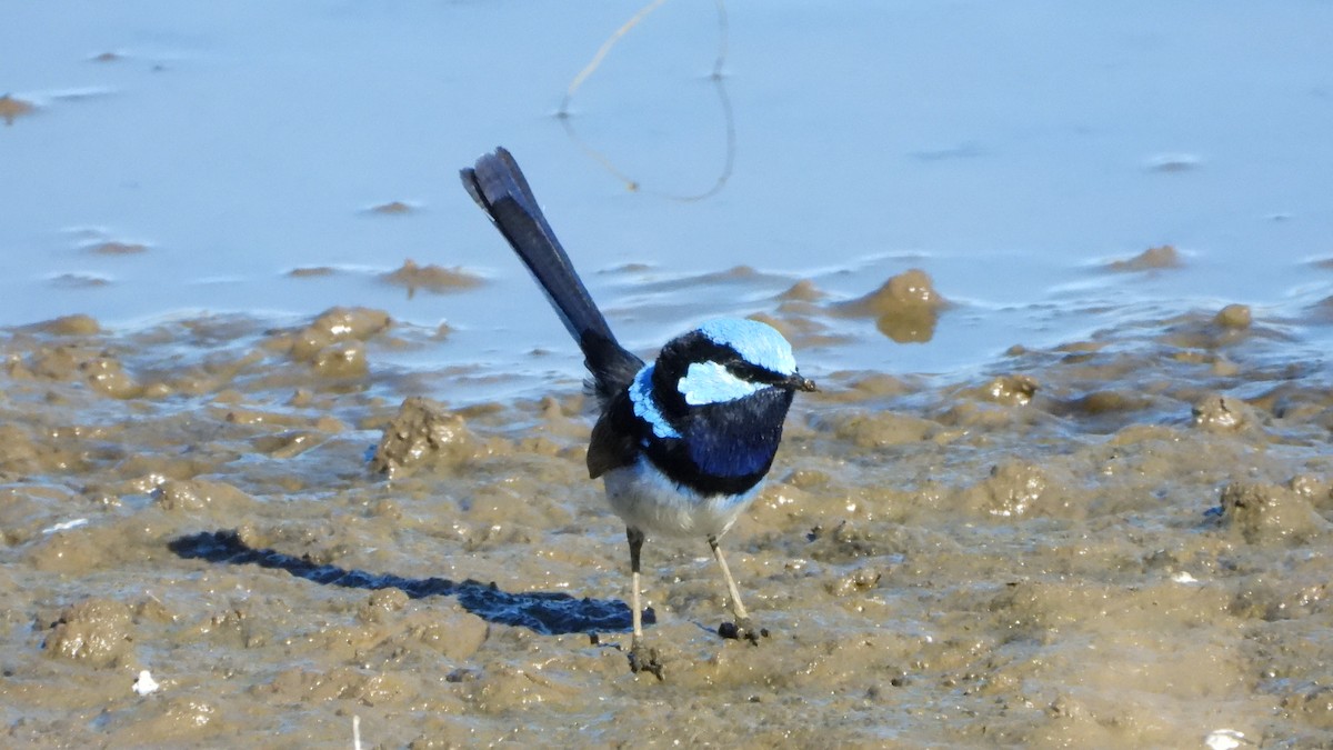 Superb Fairywren - ML636197658