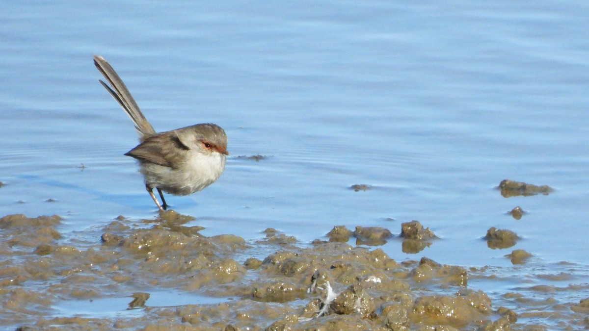 Superb Fairywren - ML636197660