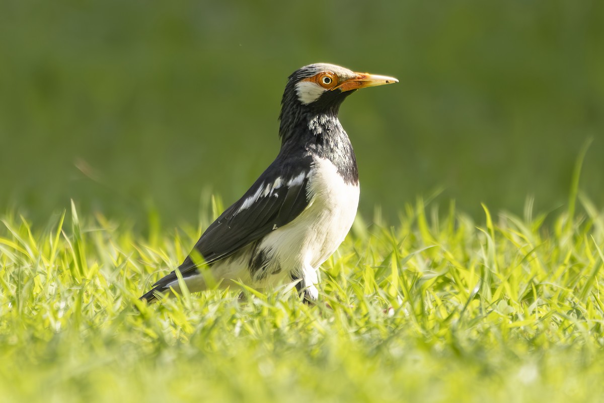 Siamese Pied Starling - ML636197682