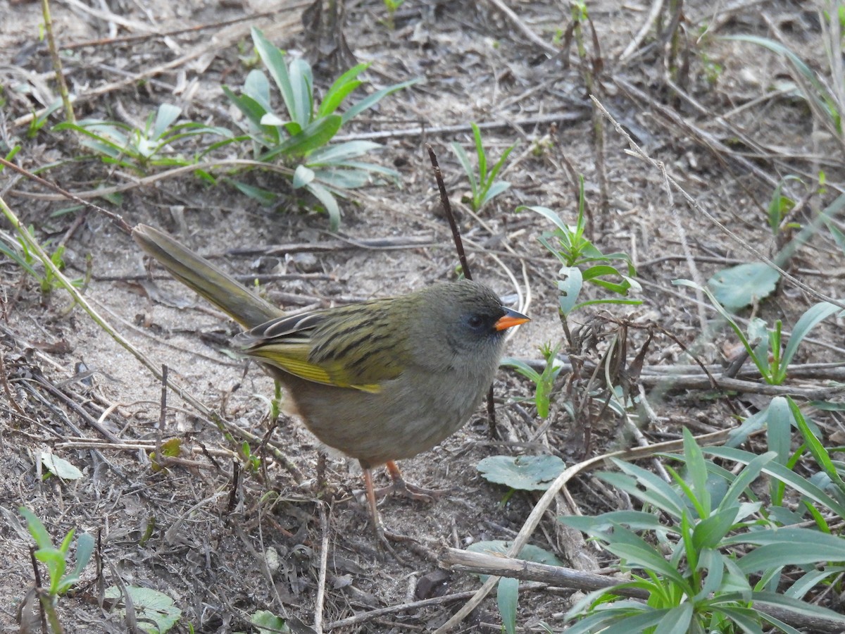 Great Pampa-Finch - ML636197696