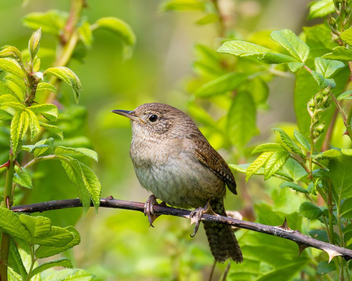 Northern House Wren - ML636197698