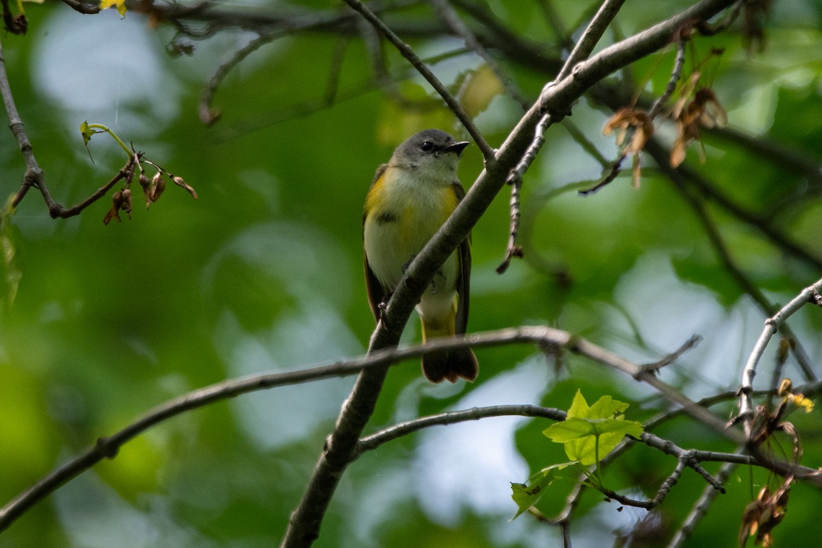 American Redstart - ML636197699