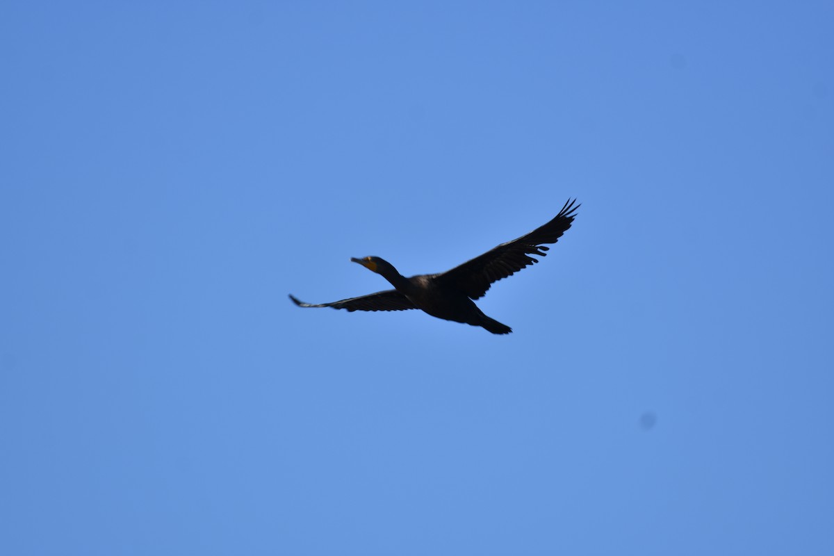 Double-crested Cormorant - ML636197701