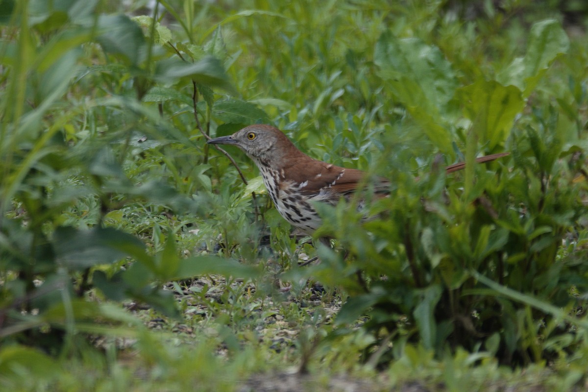 Brown Thrasher - ML636197702