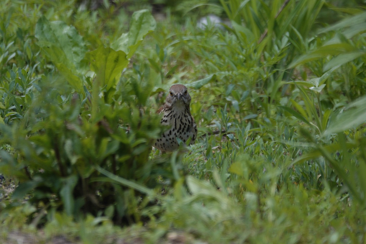 Brown Thrasher - ML636197703