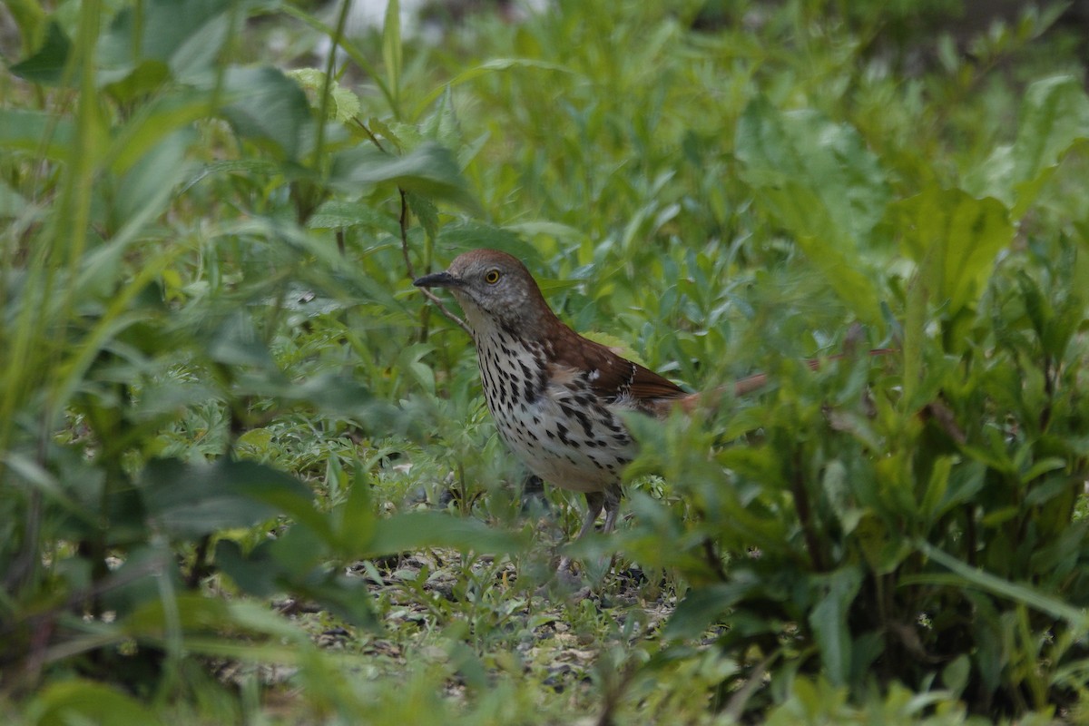 Brown Thrasher - ML636197704