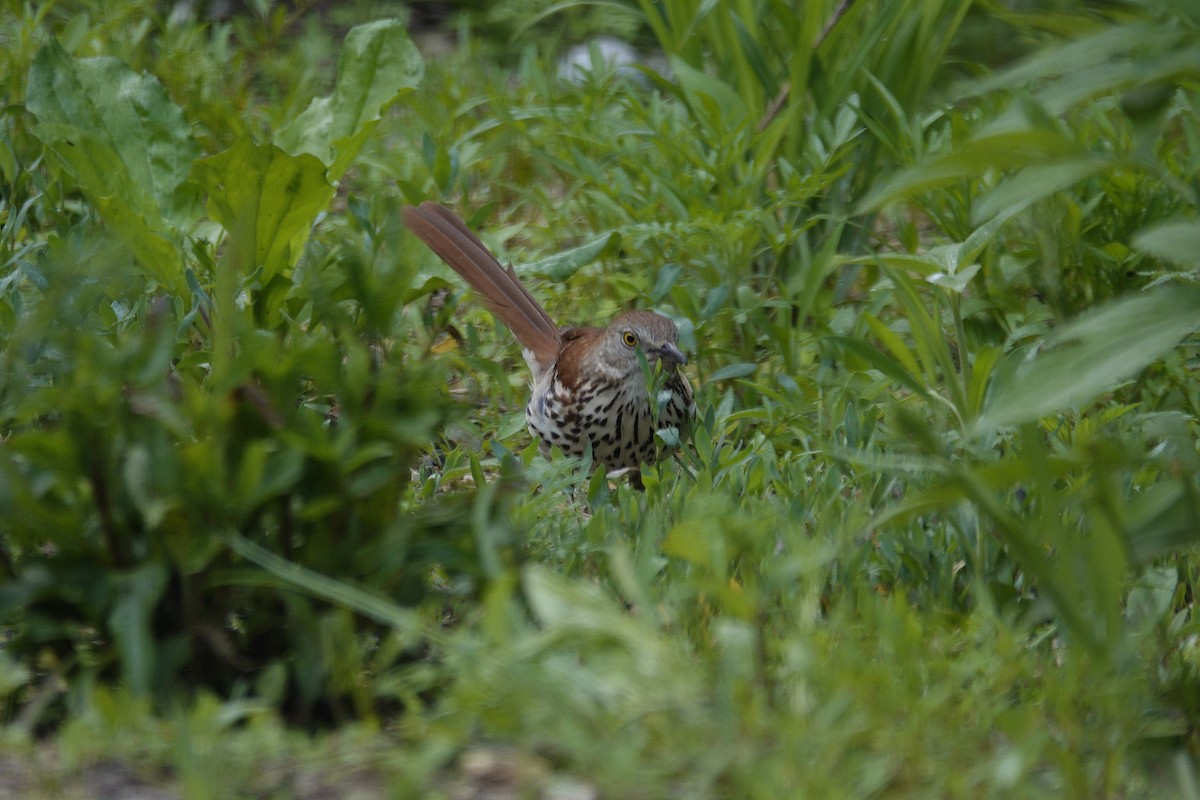 Brown Thrasher - ML636197705