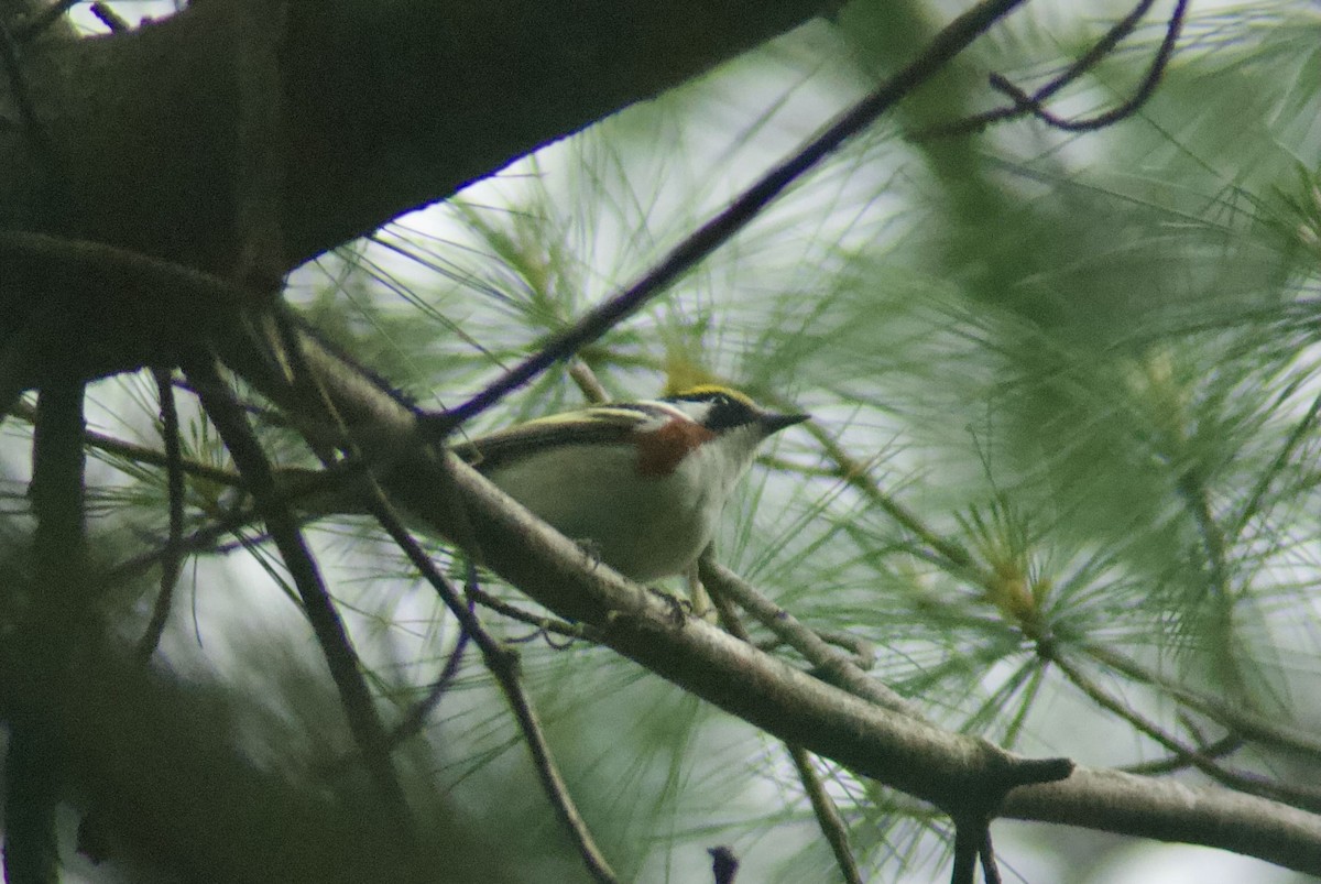 Chestnut-sided Warbler - ML636197706