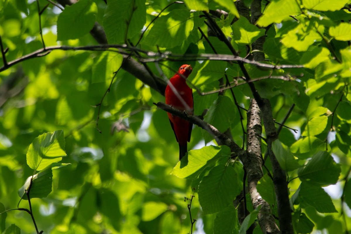 Scarlet Tanager - ML636197708