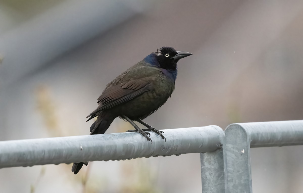 Common Grackle - ML636197709