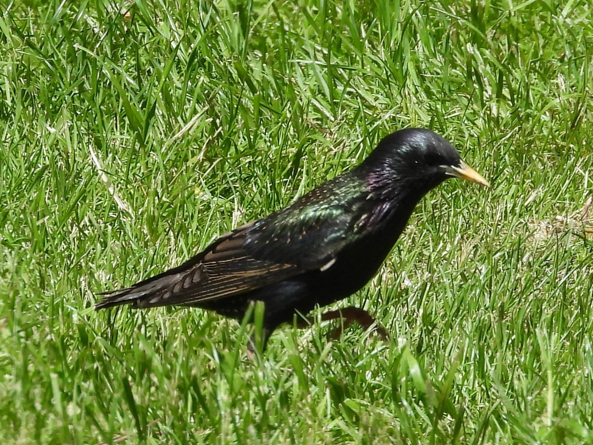 European Starling - ML636197710
