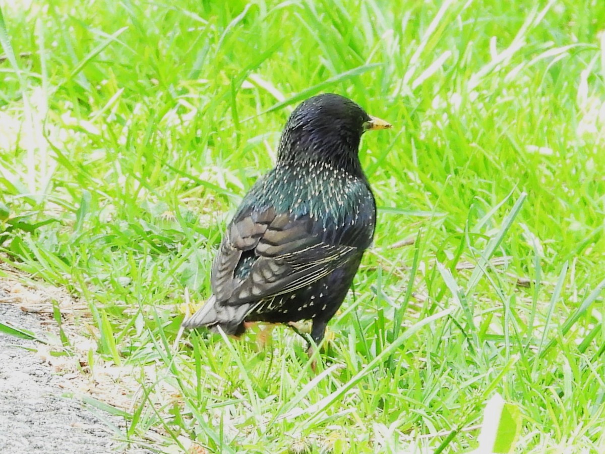 European Starling - ML636197711