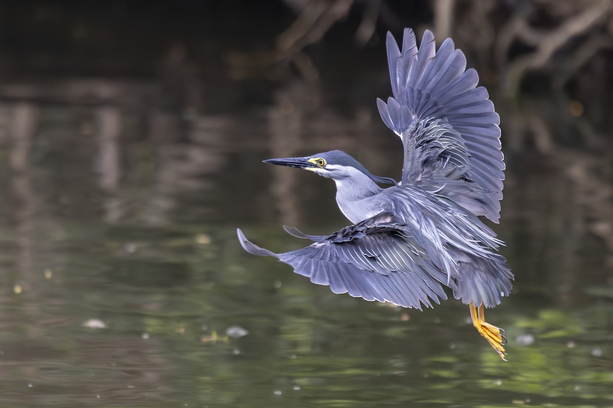 Striated Heron - ML636197716