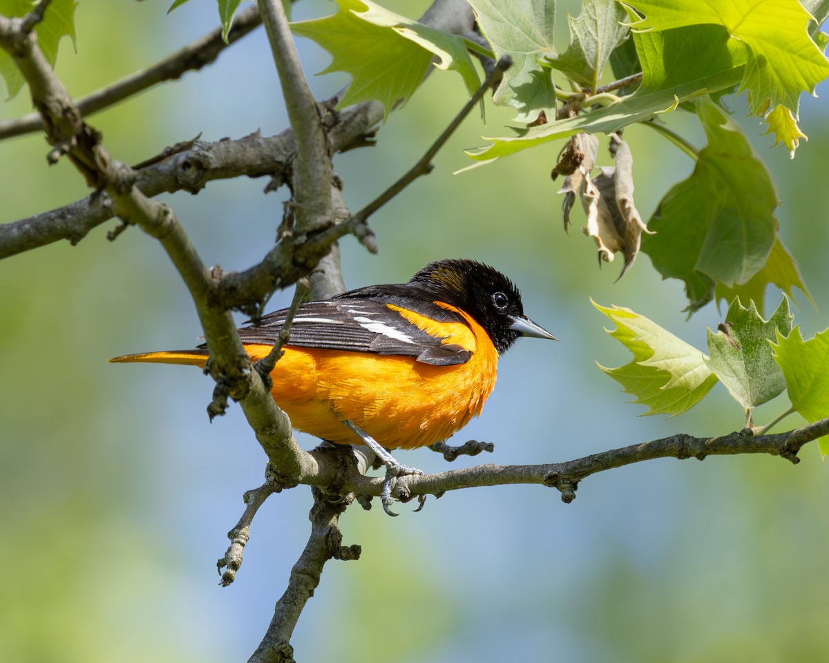 Baltimore Oriole - ML636197717