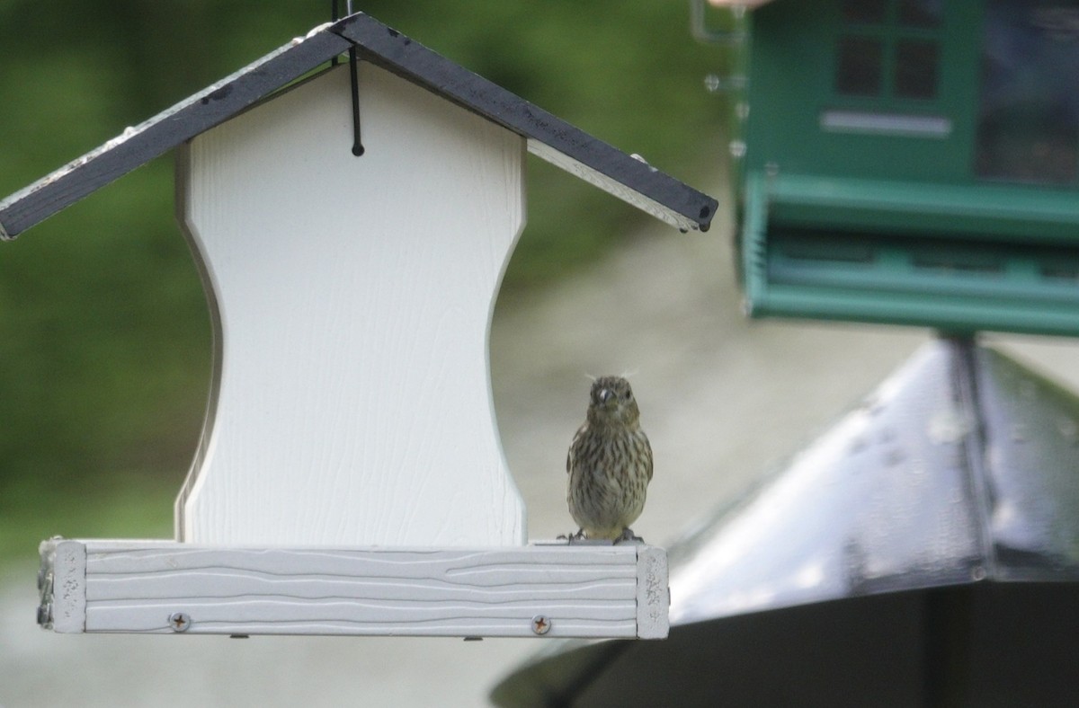 House Finch - ML636197719