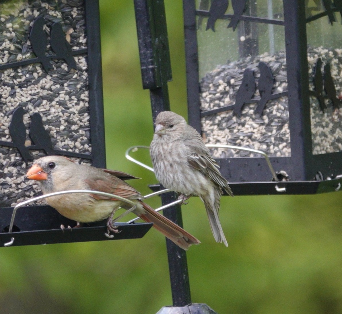 House Finch - ML636197720