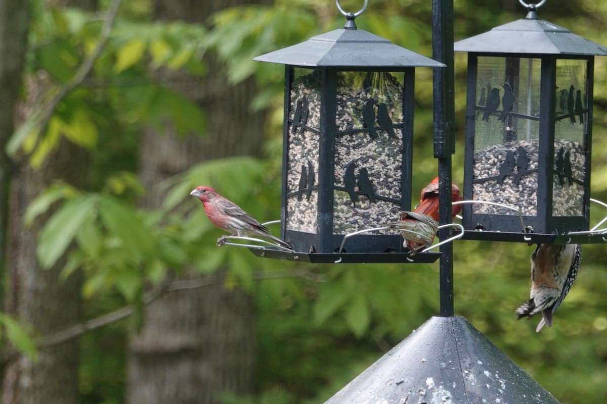 House Finch - ML636197721