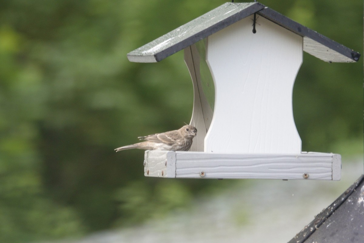 House Finch - ML636197722