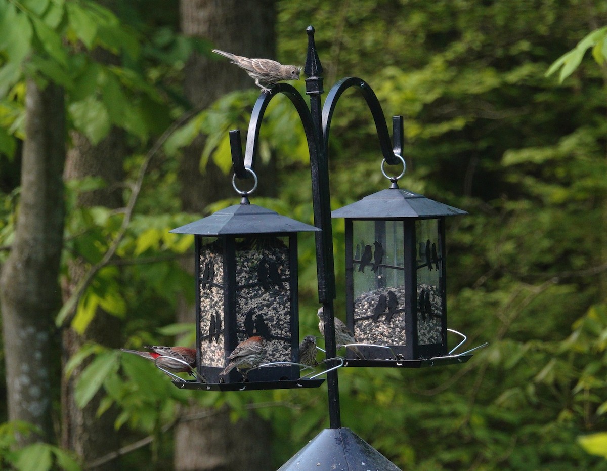 House Finch - ML636197723