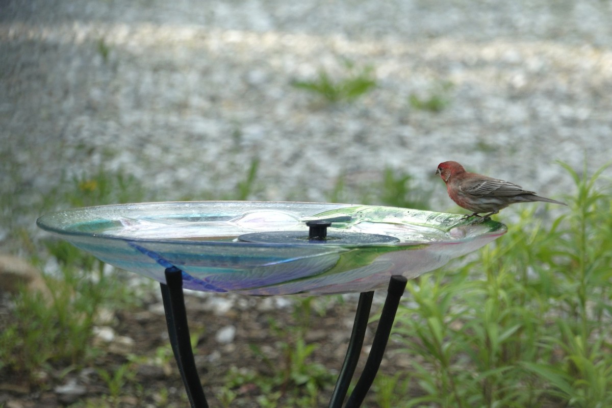 House Finch - ML636197724