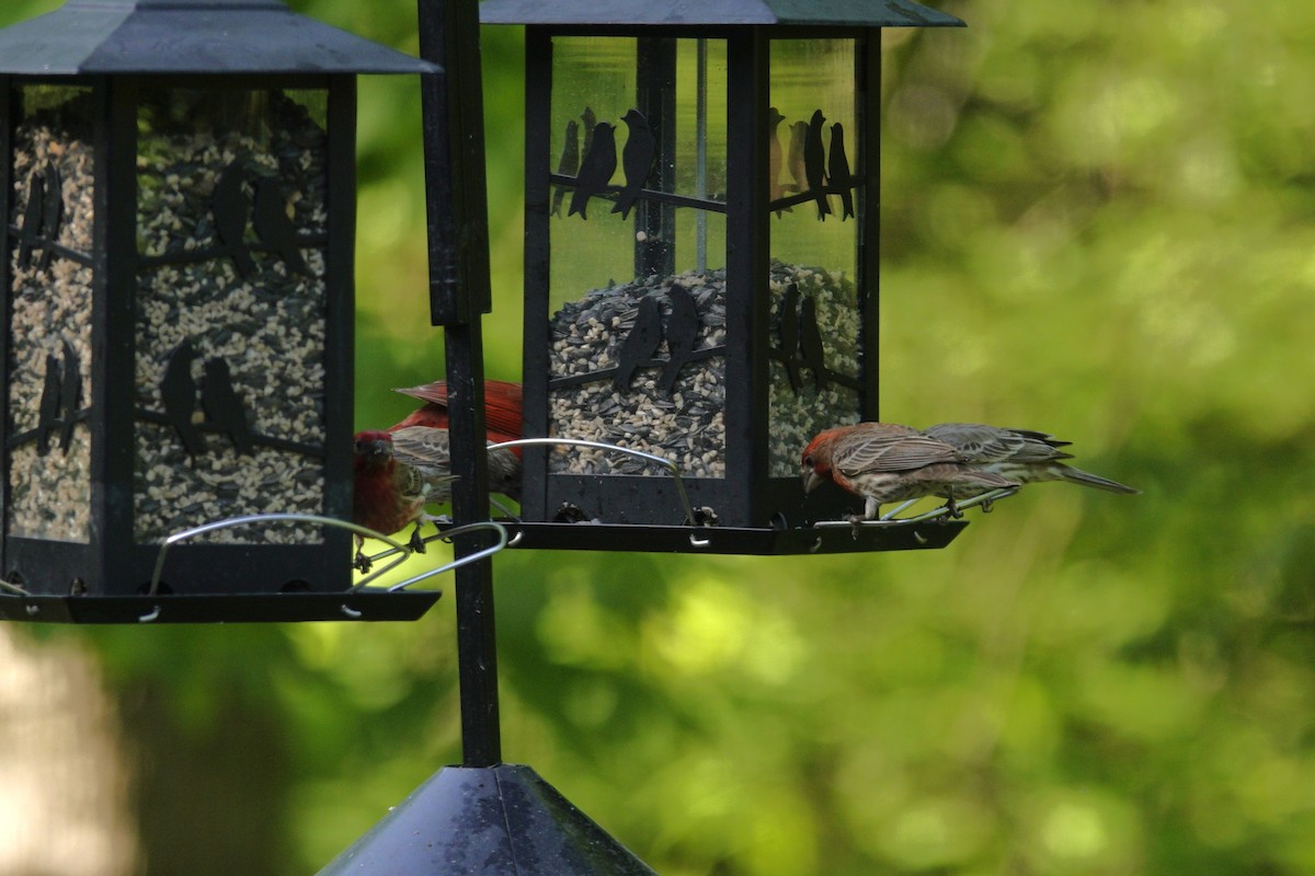 House Finch - ML636197725