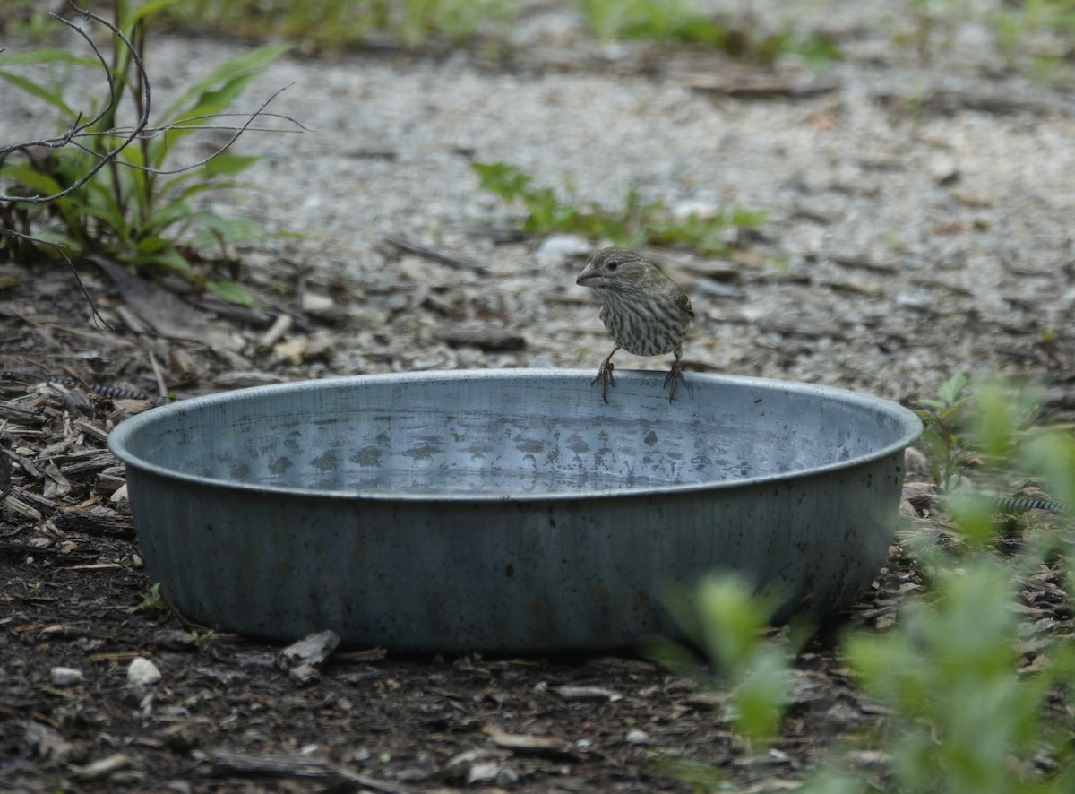 House Finch - ML636197726