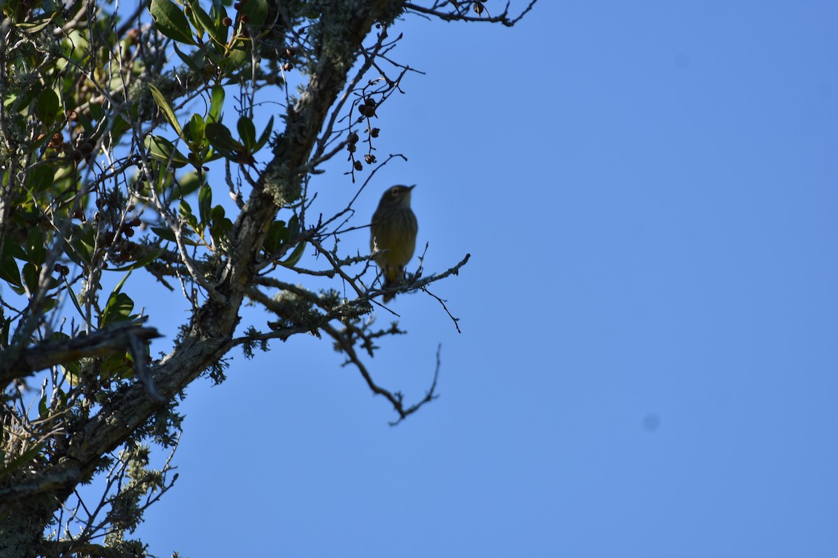 Palmenwaldsänger - ML636198020
