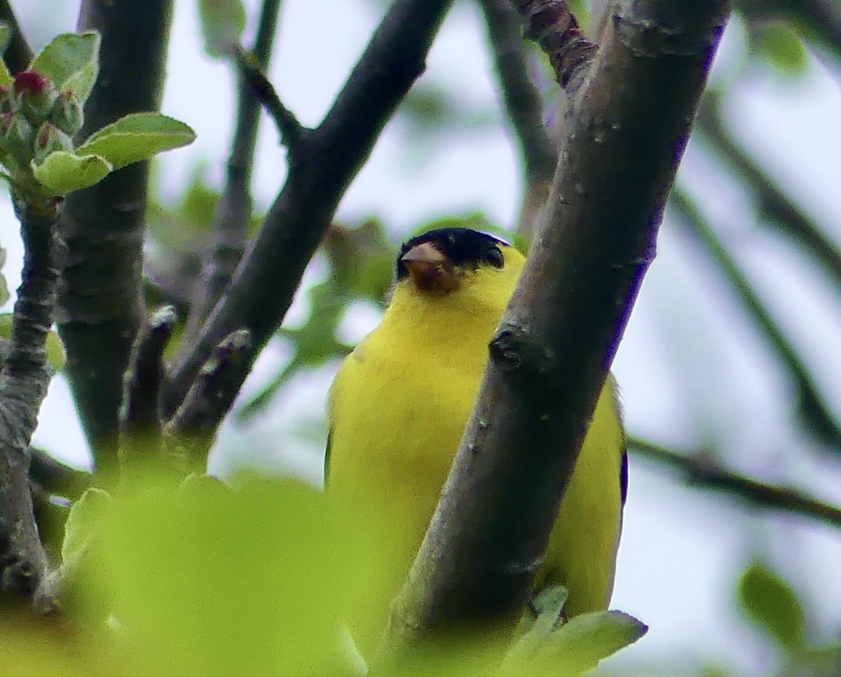 American Goldfinch - ML636198052