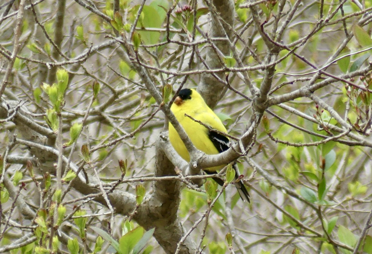 American Goldfinch - ML636198054