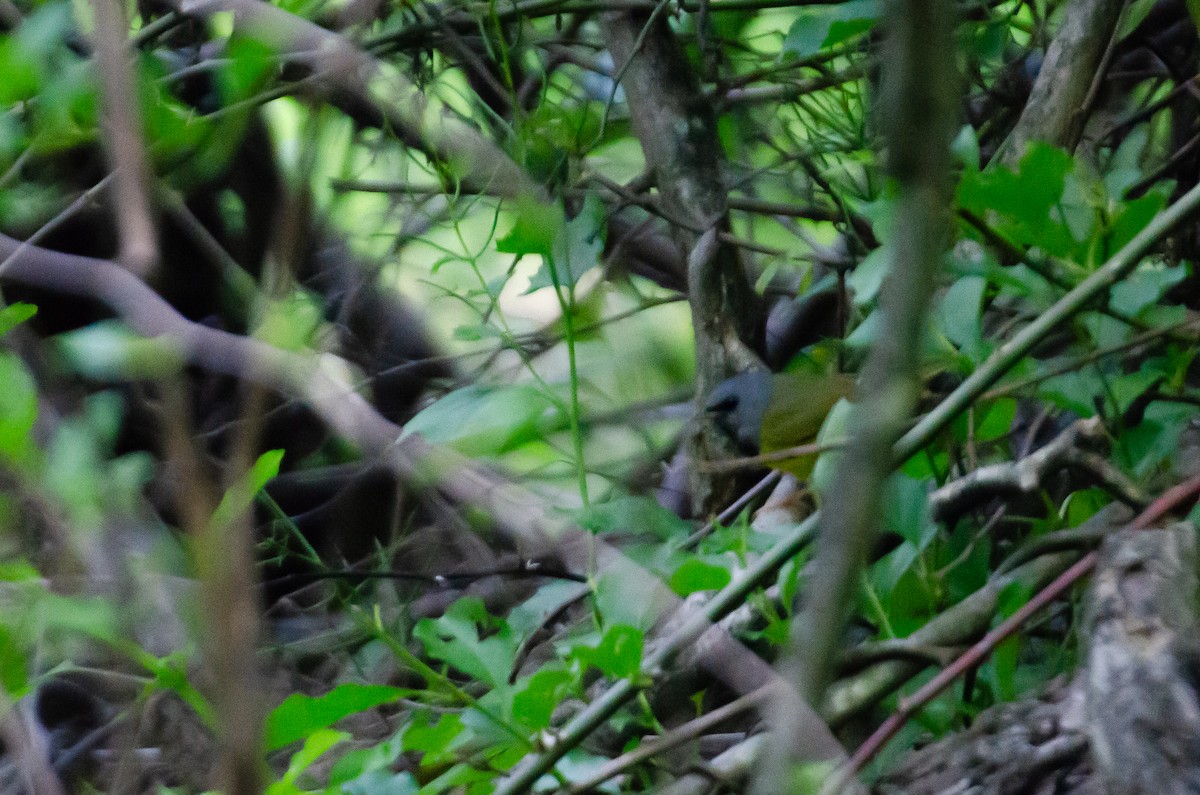 Mourning Warbler - ML636198070