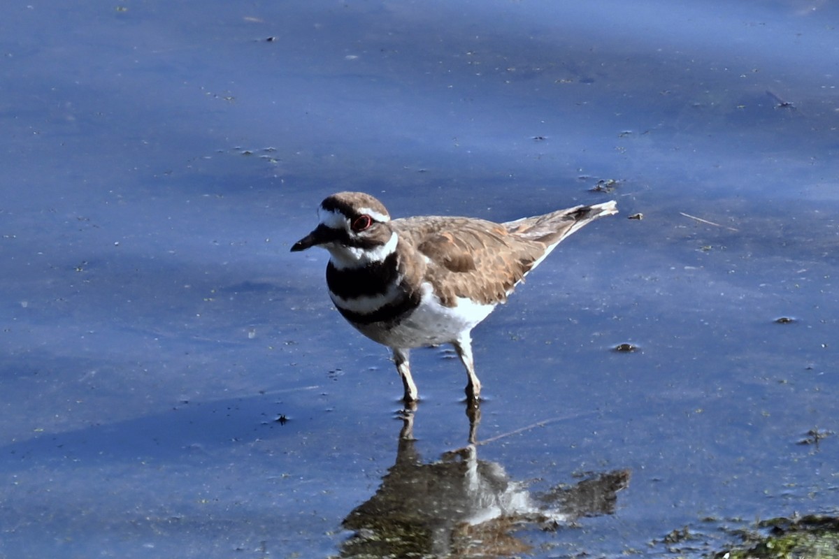 Killdeer - ML636198098
