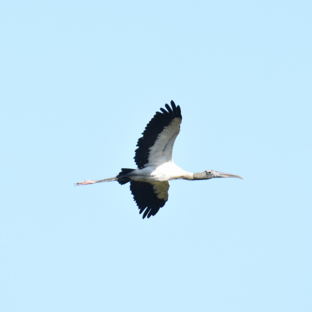 Waldstorch - ML636198156