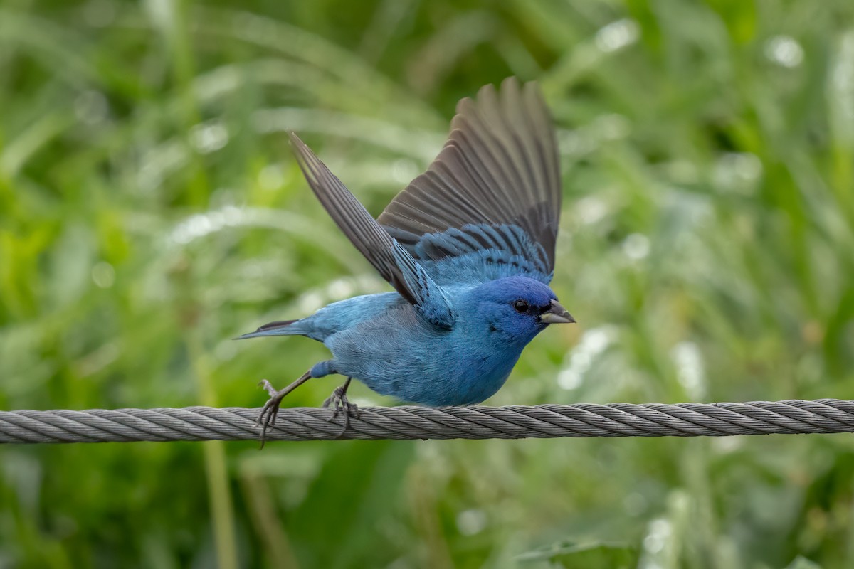 Indigo Bunting - ML636198173