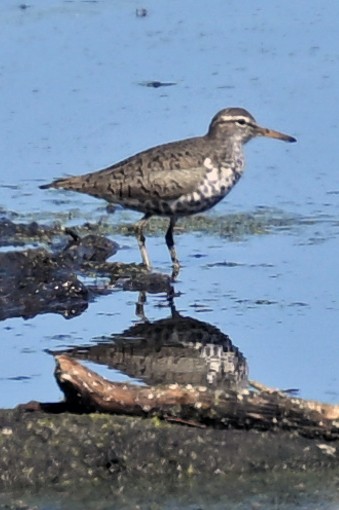 Spotted Sandpiper - ML636198184