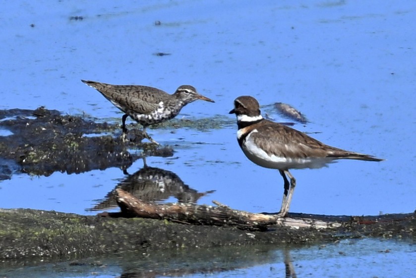 Spotted Sandpiper - ML636198185