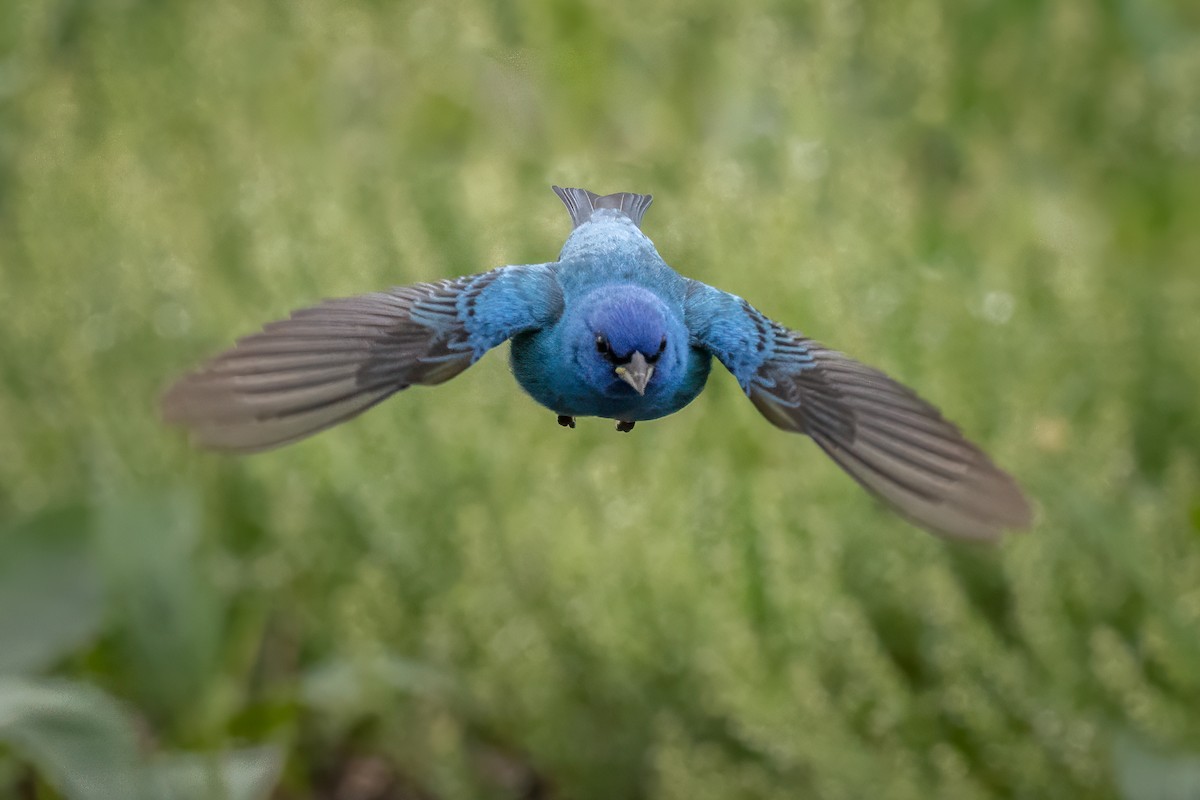 Indigo Bunting - ML636198186