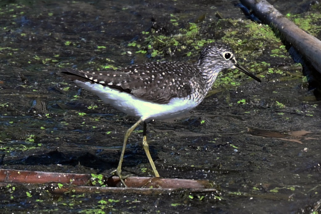 Solitary Sandpiper - ML636198212