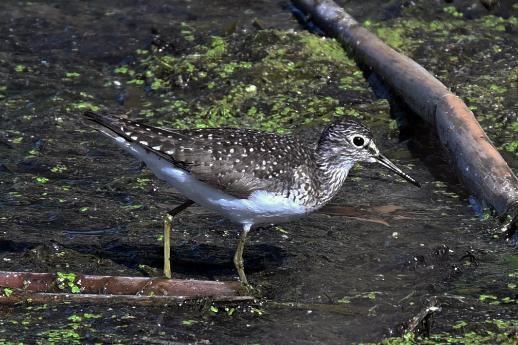 Solitary Sandpiper - ML636198213