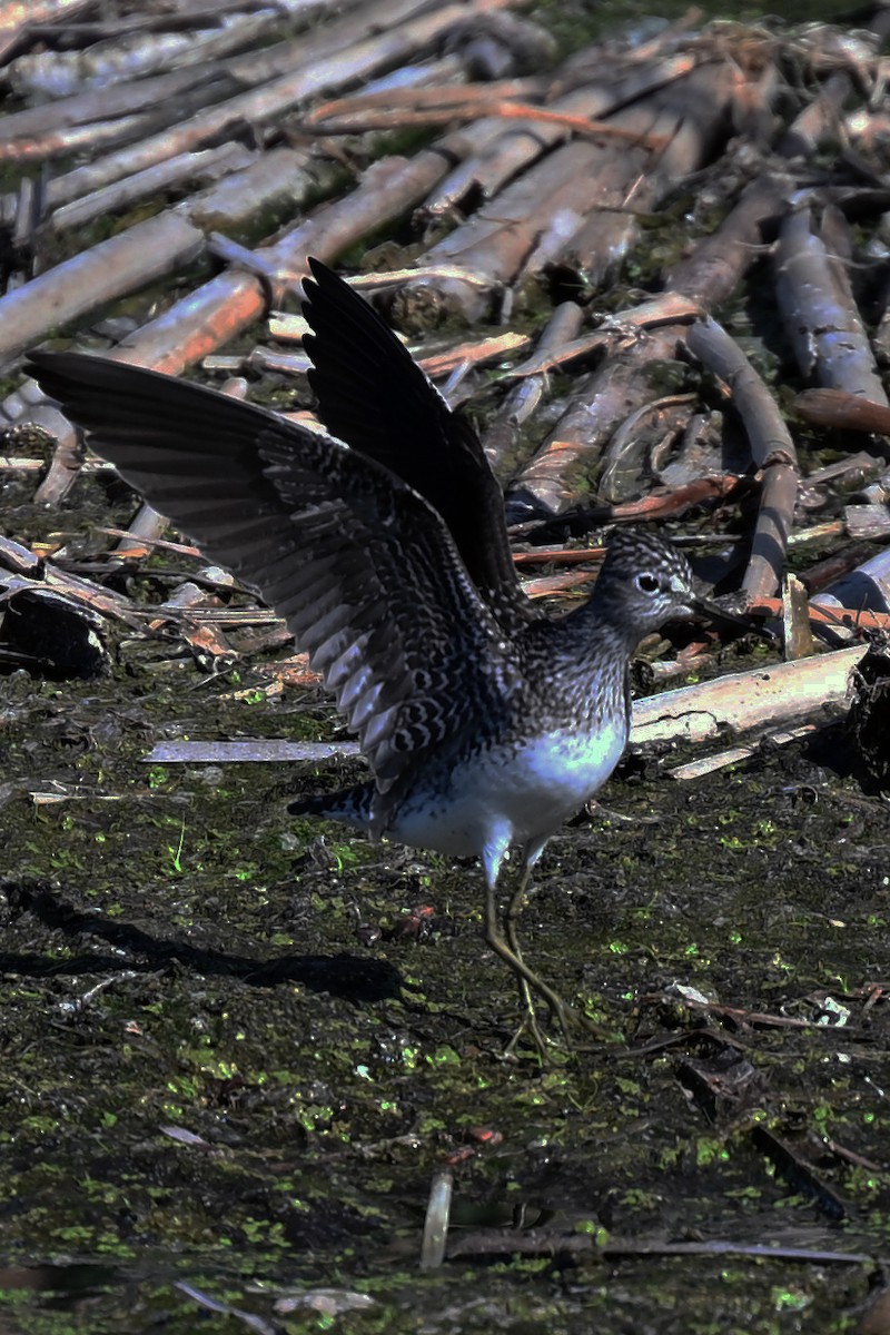 Solitary Sandpiper - ML636198214