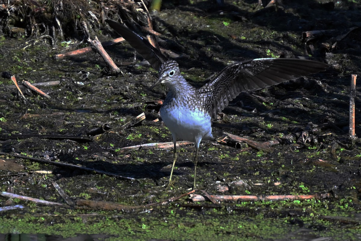 Solitary Sandpiper - ML636198243
