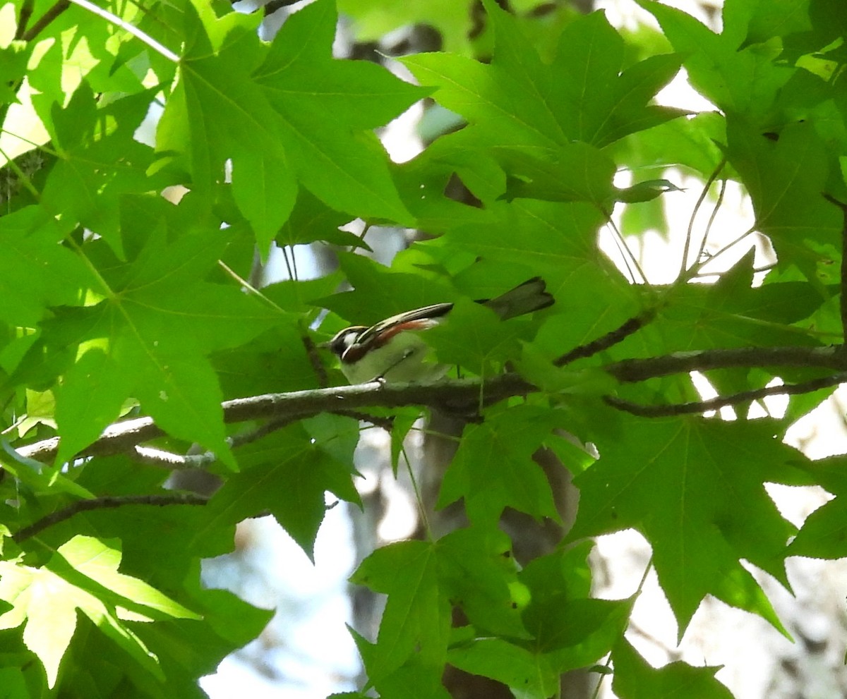 Chestnut-sided Warbler - ML636198244