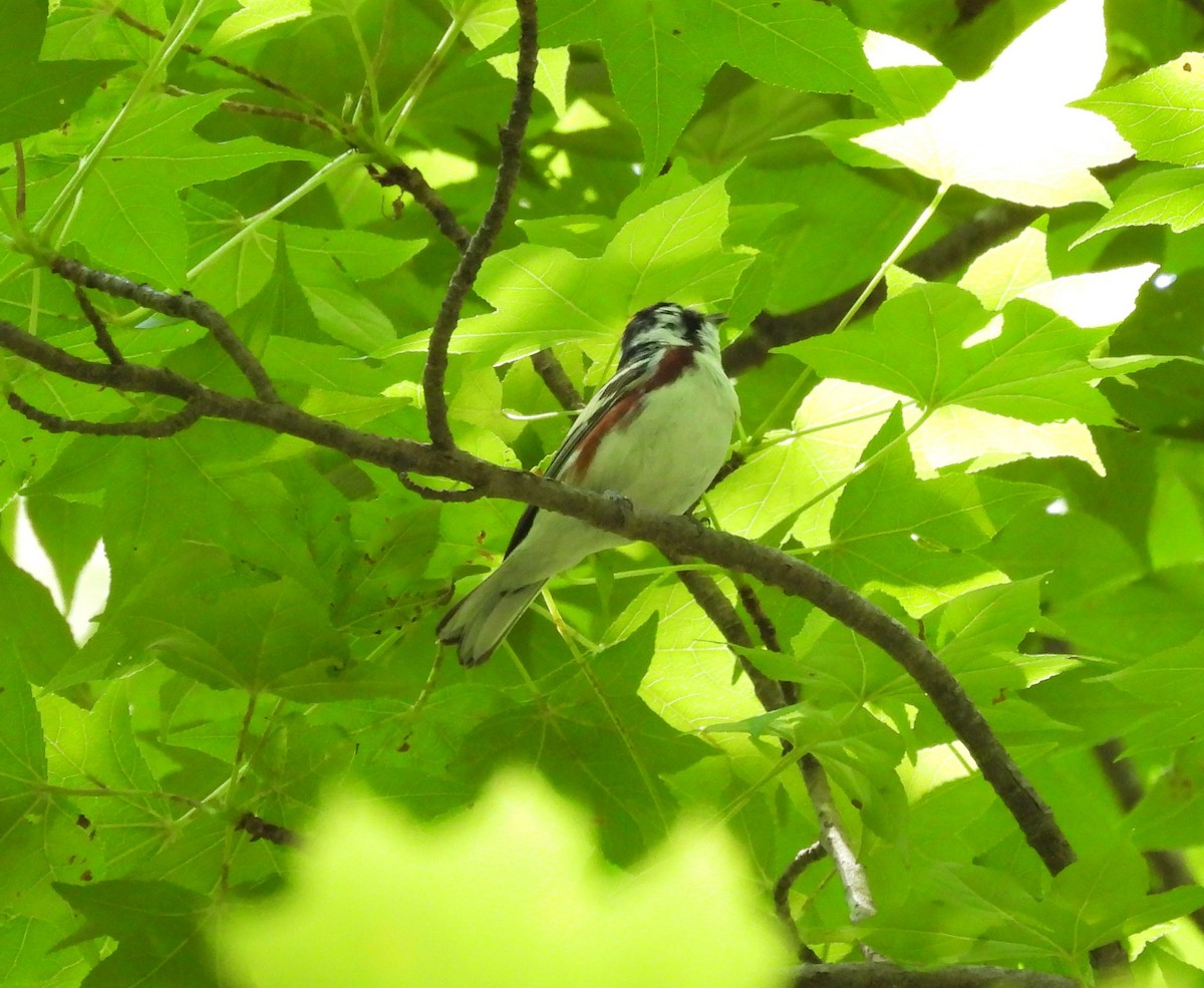 Chestnut-sided Warbler - ML636198245