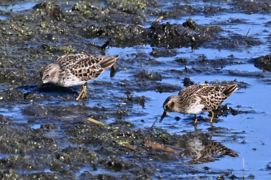 Least Sandpiper - ML636198600