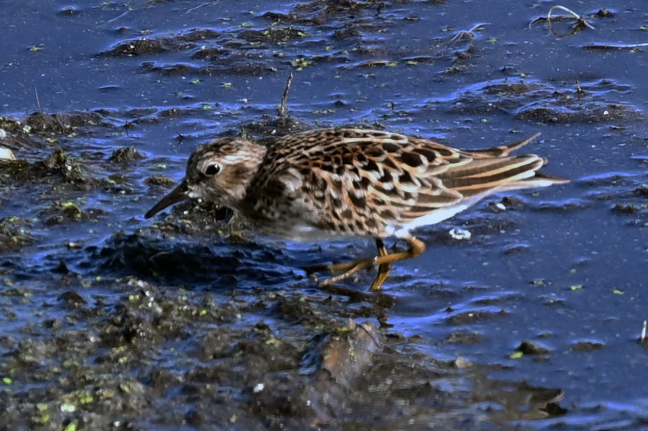 Least Sandpiper - ML636198601