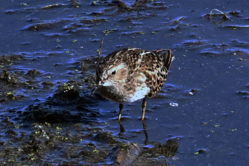 Least Sandpiper - ML636198603