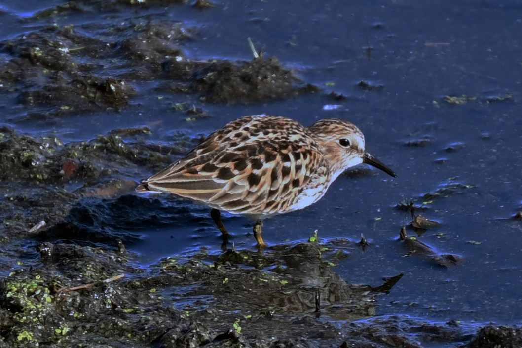 Least Sandpiper - ML636198604