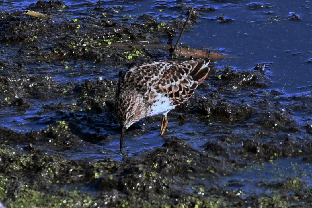 Least Sandpiper - ML636198605
