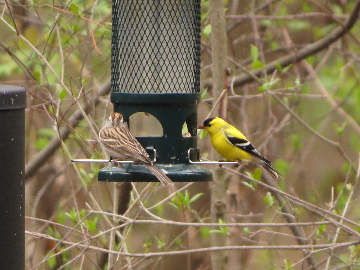 American Goldfinch - ML636198608